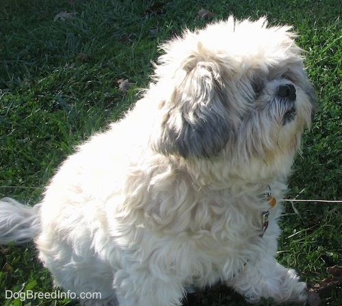 Close up - The right side of an over weight white with black Shih-Tzu that is sitting on grass and looking to the right.